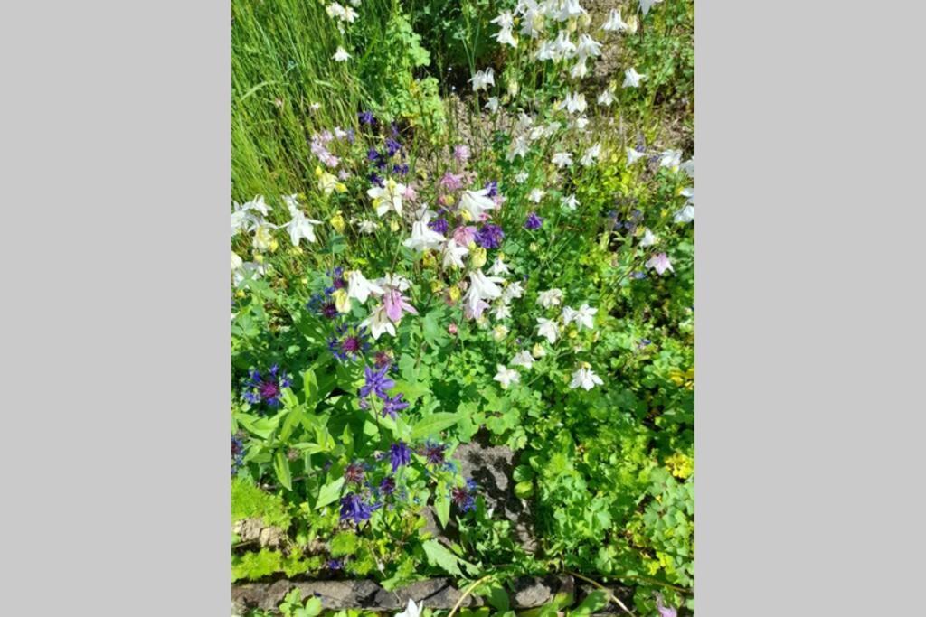 מאיין Hinter Burg, Haus Mit Garten מראה חיצוני תמונה